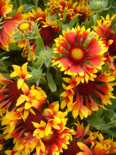 Gaillardia aristata fleur